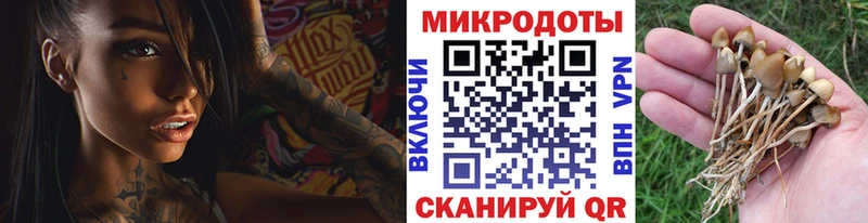 Псилоцибиновые грибы Psilocybine cubensis Серпухов